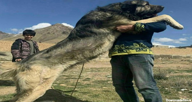 عکس بزرگترین سگ سرابی ایران - سرزمین سگ ها