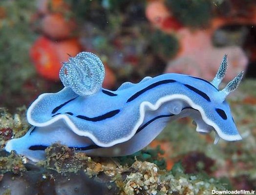 بالاترین: حلزون دریایی آبی رنگ و زیبا