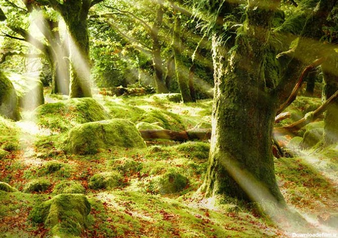 دانلود عکس جنگل نورانی زیبا | پرشین گراف