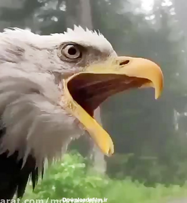 صدای عقاب رو شنیدید