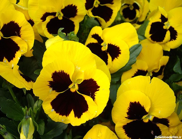خرید بذر گل بنفشه زرد خالدار - گلس گاردن