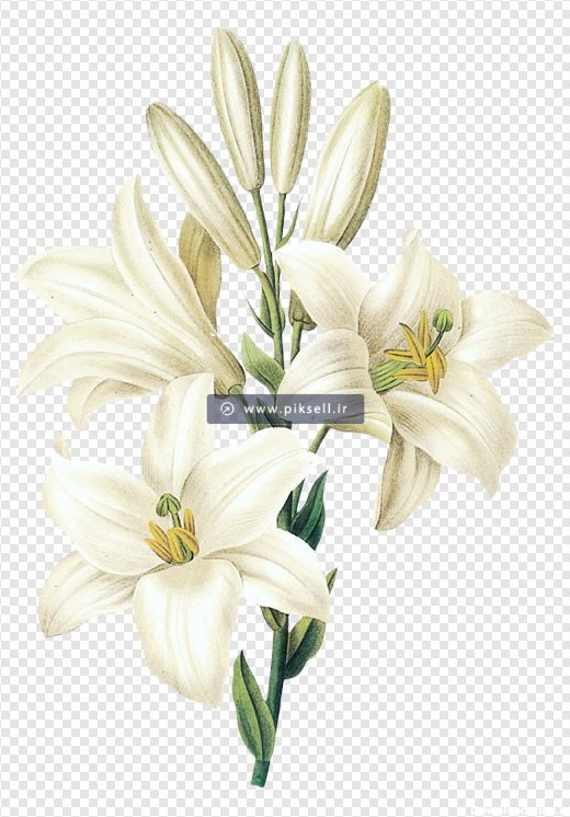 دانلود تصویر دوربری شده (png) با طرح گل های لیلیوم