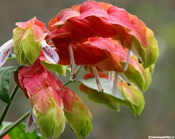 گل گیفت | شرایط نگهداری گیاه بلپرون