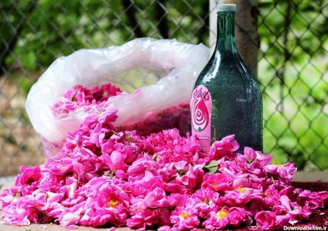 کاشان| گل چینی و گلاب گیری در کاشان به روایت تصویر - تسنیم