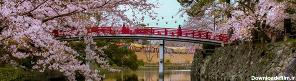 طبیعت زیبا و شگفت انگیز شکوفه ها در ژاپن +گالری عکس