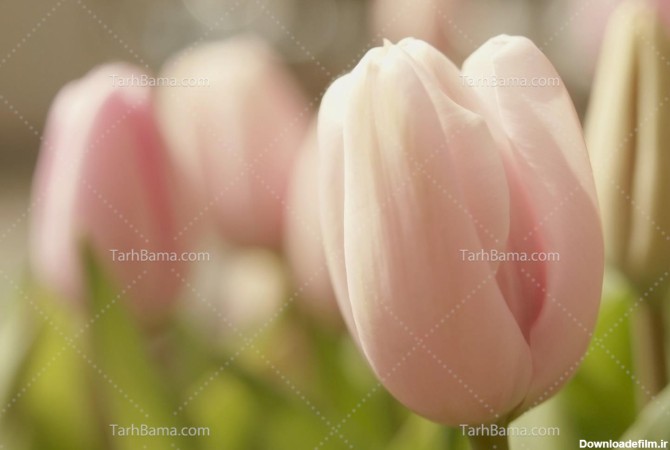 تصویر با کیفیت گل لاله صورتی زیبا از نزدیک