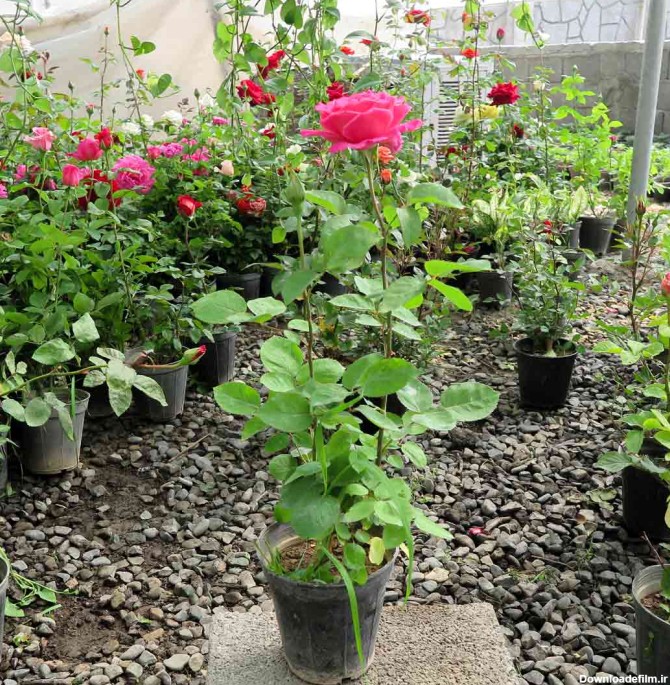 خرید گلدان رز هلندی | فروش عمده و تک بدون واسطه از گلخانه