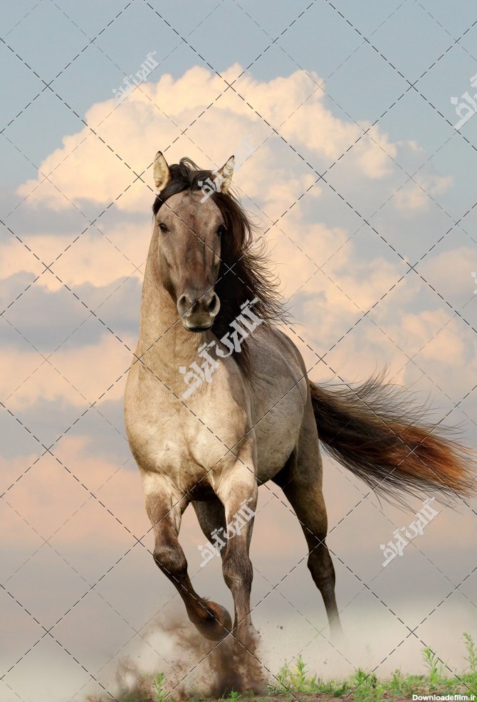 عکس اسب با یال و دم بلند و زیبا