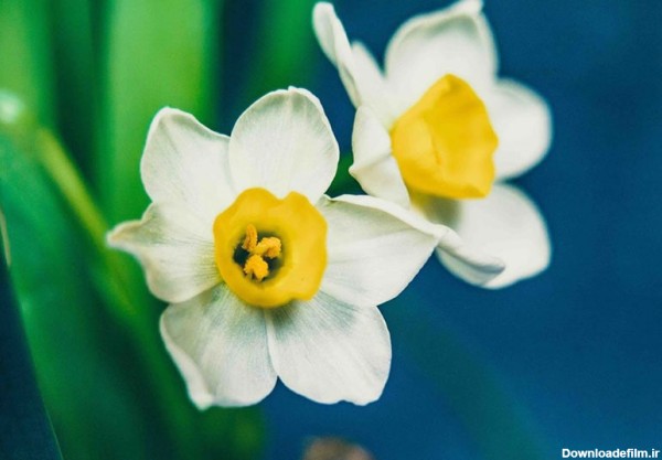 عکس گل نرگس سفید از نمای نزدیک