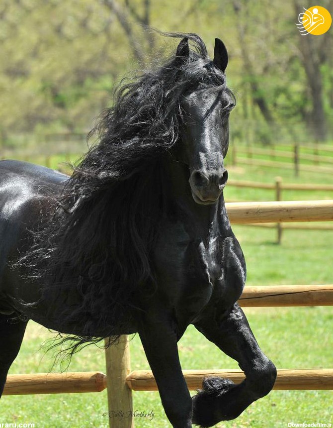 فرارو | (تصاویر) زیباترین اسبِ جهان