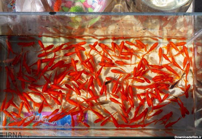 فروش ماهی قرمز در شهرکرد (عکس)