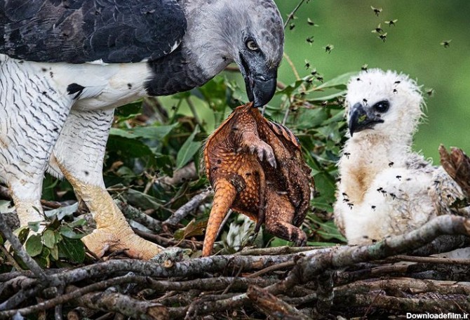 تصویری دیدنی از عقاب هارپی و تغذیه فرزندش + عکس