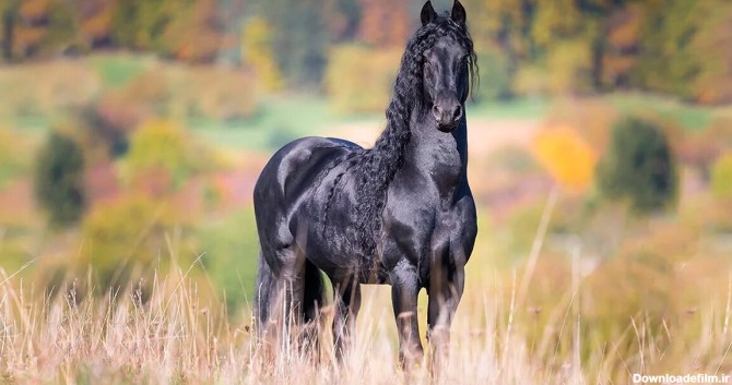 فریزین »، زیباترین اسب دنیا (+عکس)