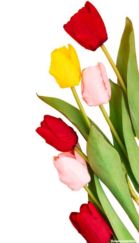 طرح گلهای لاله رنگارنگ | تیک طرح مرجع گرافیک ایران
