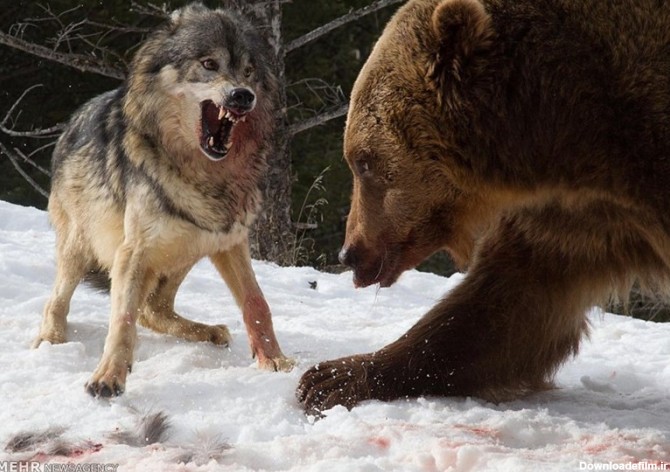تصاویر/ مبارزه خرس با گرگ‌ها
