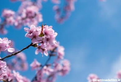 دانلود عکس شکوفه دادن گل های گیلاس