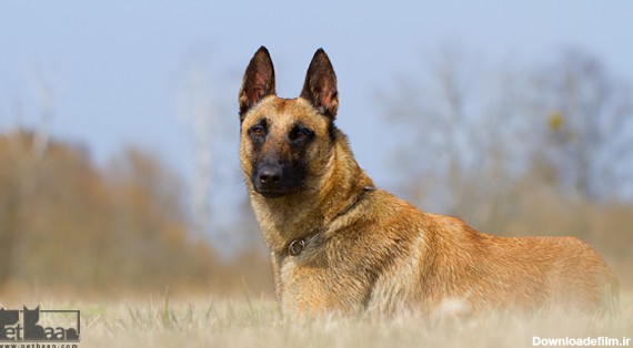 معرفی کامل نژاد سگ ژرمن شپرد | عکس + بررسی ویژگی‌ها | پت بان