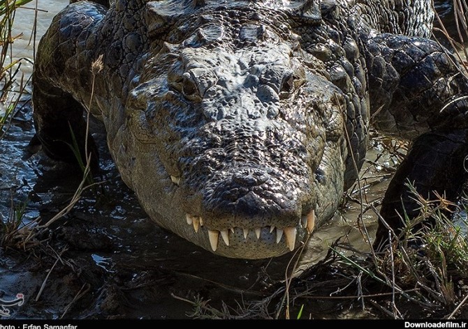 گزارش های مردمی درباره مشاهده رد پای تمساح در دریاچه چیتگر؛ عمق ...