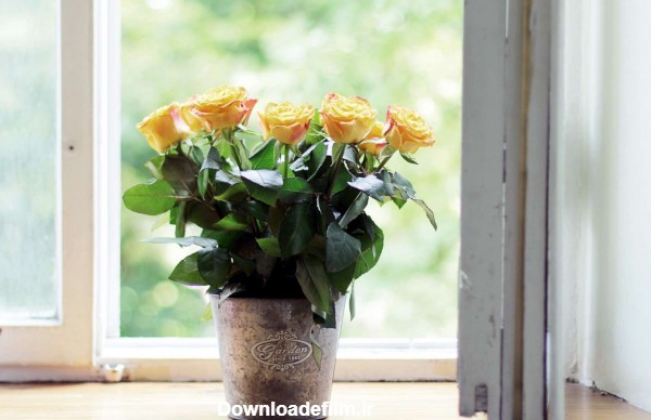 گلدان گل رز کنار پنجره