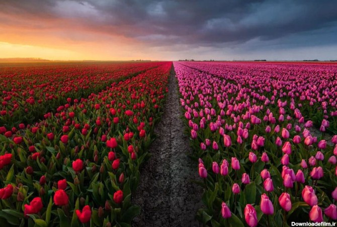 مزارع رنگارنگ گل لاله در هلند - کجارو