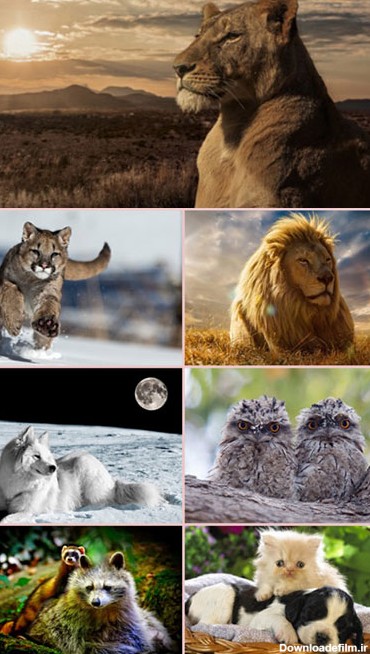 دانلود زیباترین والپیپر حیوانات برای دسکتاپ HQ Wallpapers Animal World