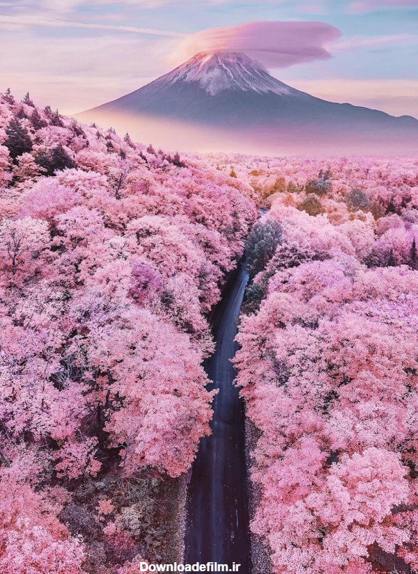 عکس ژاپن در بهار
