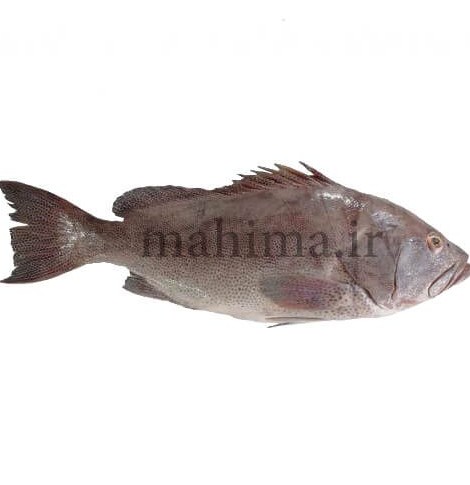 ماهی هامور سمان - ماهیما