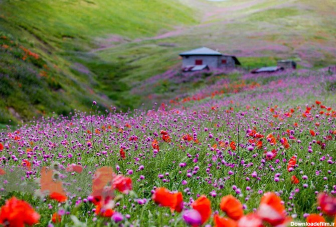 کدام شهرها زیباترین بهار ایران را دارند؟ | مجله پینورست :مجله پینورست