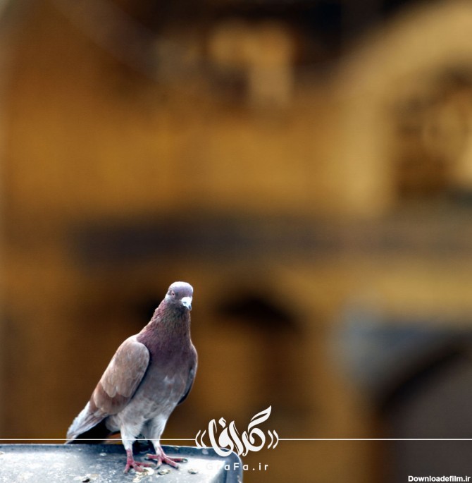 تصویر استوک کبوتر در حرم امام رضا | گرافا