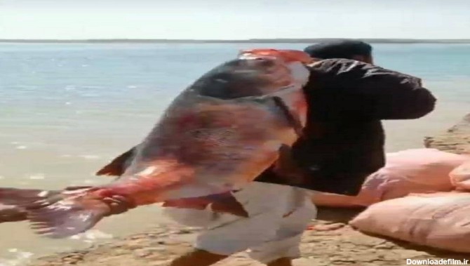 صید ماهی کپور نقره ای بزرگ از چاه نیمه‌های سیستان