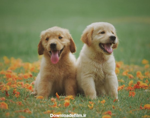 عکس دو تا توله سگ زرد نژاد لابرادور