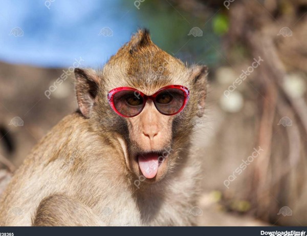 خنده دار میمون rhesus با الصاق کردن زبان و عینک آفتابی 1238365
