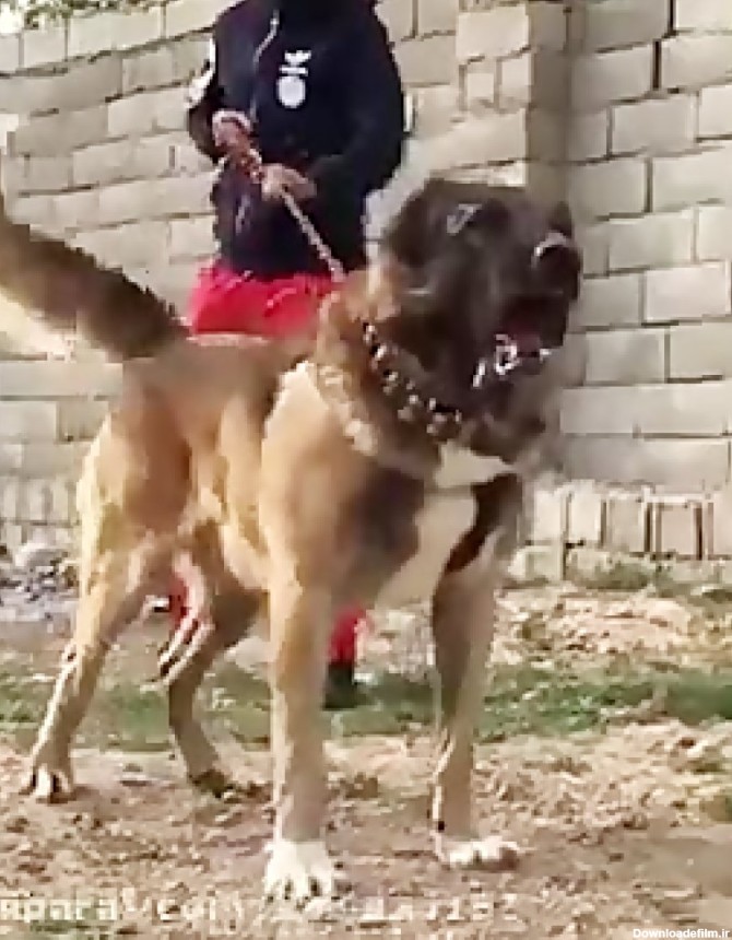 عکس بزرگ ترین سگ ایران