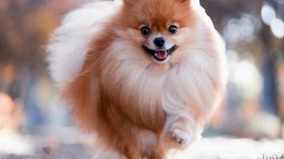 عکس توله سگ اشپیتز ژاپنی ۱۴۰۰ - عکس نودی