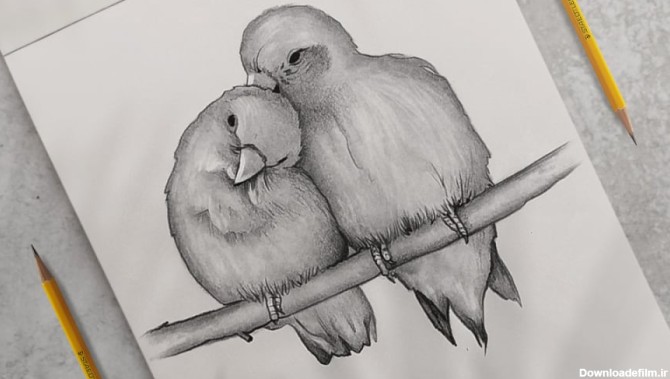 عکس طراحی سیاه قلم پرندگان