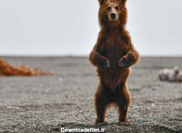 عکس/ ایستادن خنده دار خرس - جهان نيوز