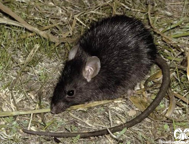 گونه موش سیاه|گونه‌های جانوری ایران