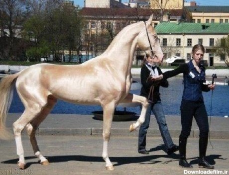 زیباترین و گرانترین اسب جهان: اسب ترکمن نژاد آخال تکه – مارقوش ...