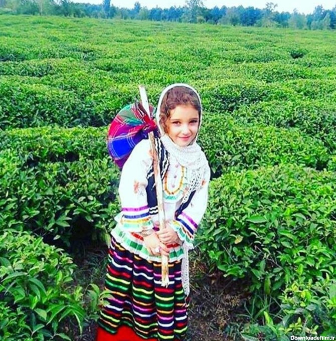 چای لاهیجان | خرید چای بهاره ممتاز لاهیجان | فروشگاه چای ارگانیک