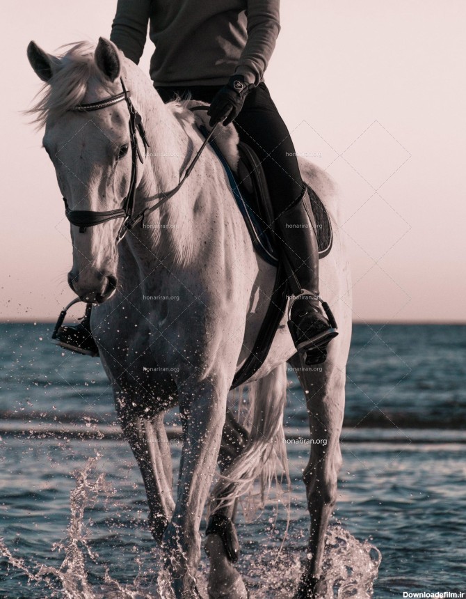 عکس با کیفیت اسب سواری داخل آب لب دریا - نمایشگاه هنر ایران