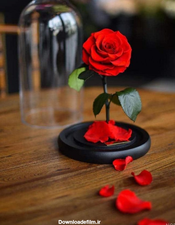 عکس گل رز قرمز برای پروفایل واتساپ جدید
