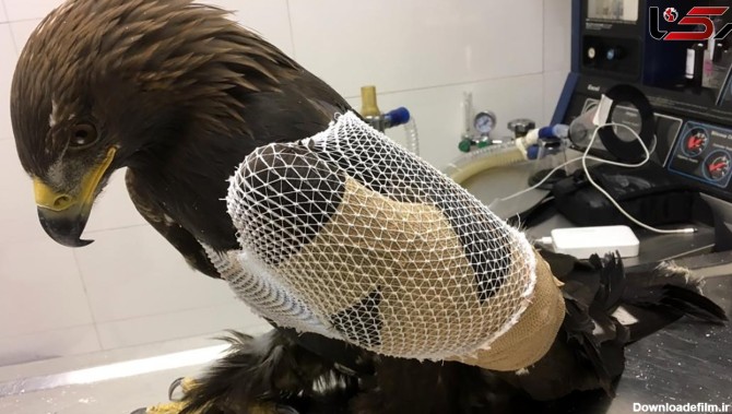 عکس های جالب از یک عقاب طلایی زخمی / با دکل برق فشار قوی برخورد کرد