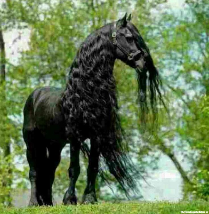 اسب موبلند اندازه موهای منه - عکس ویسگون