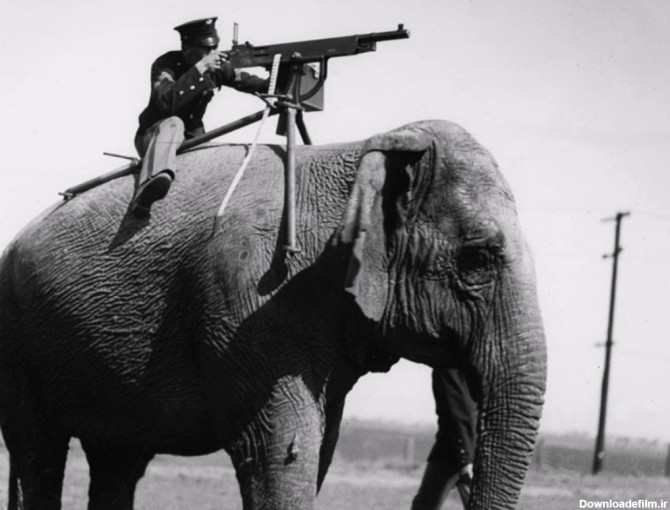 ۹ تصویر عجیب استفاده از حیوانات در جنگ و جاسوسی - خبرآنلاین