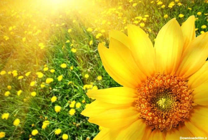 دانلود تصویر شاتراستوک گل زرد از نمای نزدیک زمینه علفزار و گل های ...