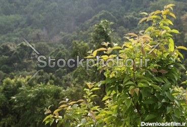 جنگل استوایی پس از باران - جنگل - طبیعت - استوک فوتو - خرید عکس و ...