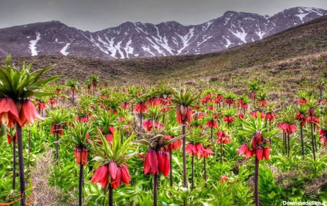 منطقه حفاظت شده گلستان کوه خوانسار
