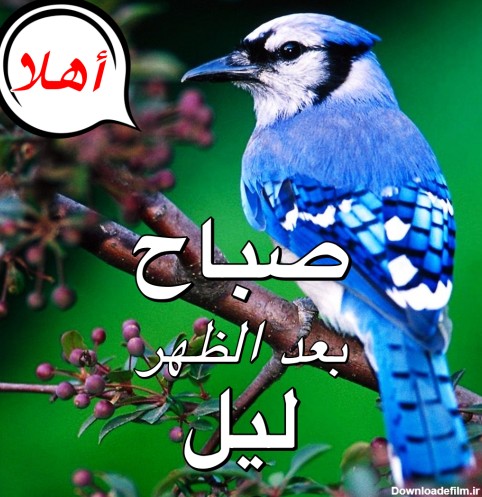 عکس صبح بخیر به زبان عربی