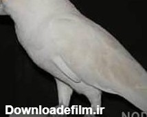 عکس شاه طوطی سفید - عکس نودی