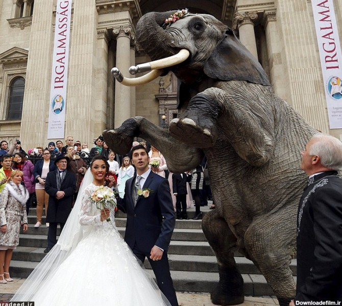 تصاویر/ عروس کشان متفاوت در بوداپست